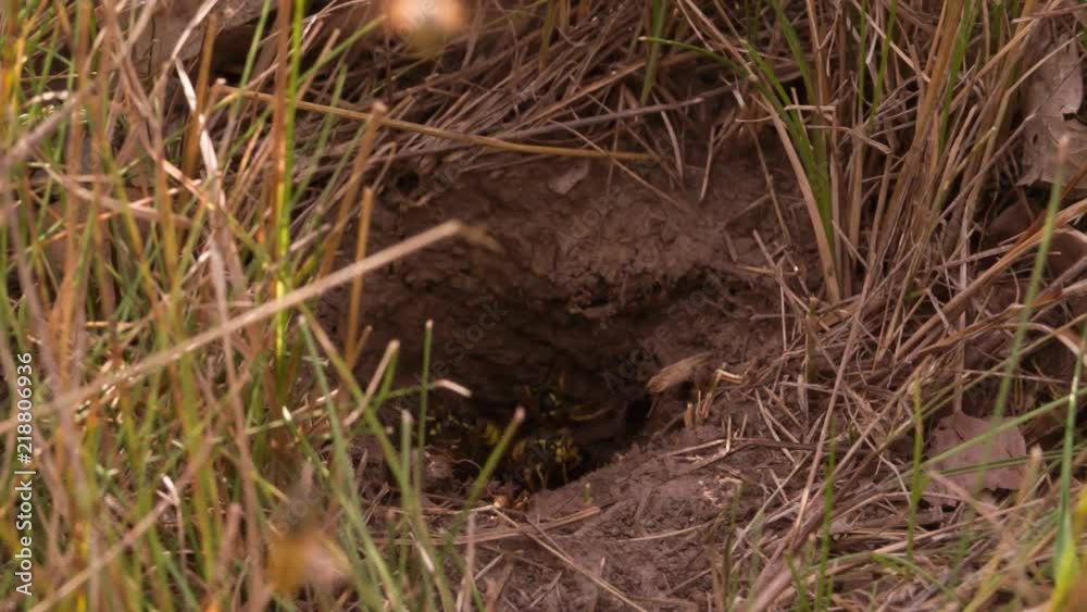 Wasps swarm flying out Vespiary Macro close up shot Slow Motion video. Wasp insect wild nature. Wasps swarm flying out Vespiary Macro close up shot Slow Motion video. Wasp insect wild nature.