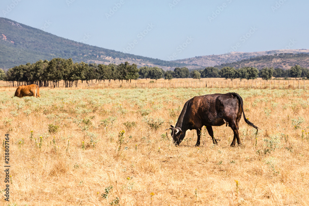 Cows in the fields of Salamanca, Spain Cows in the fields of Salamanca, Spain