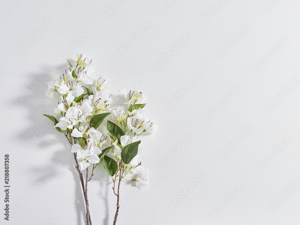 White plant on the table isolated.