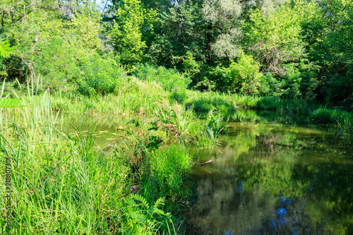 Swamp in the green deciduous forest at summer