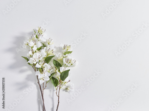 White plant on the table isolated.