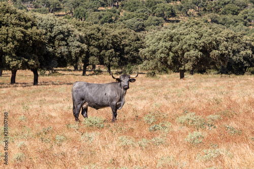 Fototapeta Naklejka Na Ścianę i Meble -  Cows in the fields of Salamanca, Spain