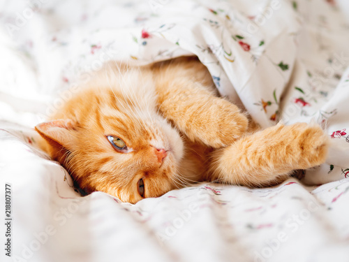 Cute ginger cat lying in bed under the blanket. Fluffy pet look funny. Cozy home background, morning bedtime.