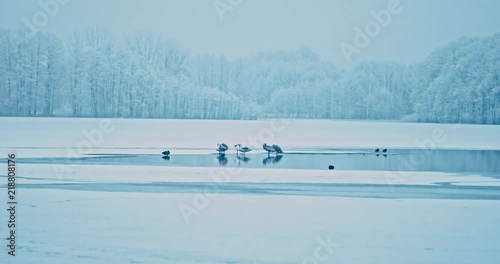 The fowl on frozen lake