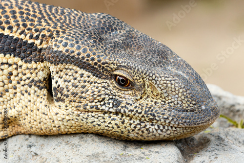 Close Up of a Monitor Lizard sitting on a rock