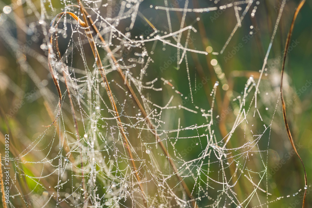 spider web covered with morning dew macro spider web covered with morning dew macro