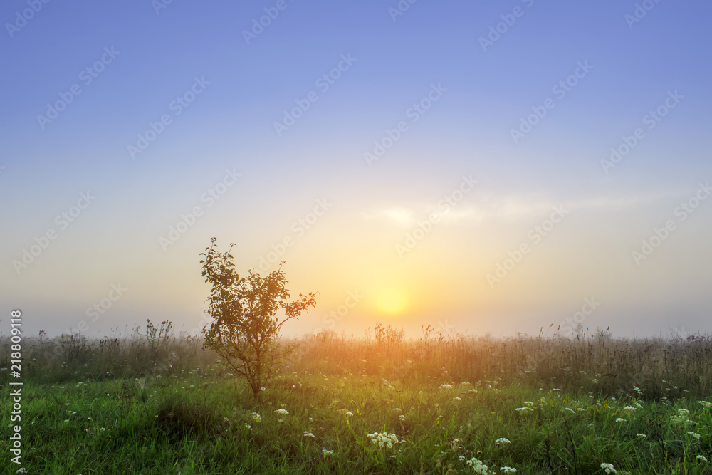 Landscape Of Green the field Under Scenic Summer Colorful Sky In sunlight Sunrise. Sky line. Copy Space On Clear Sky.