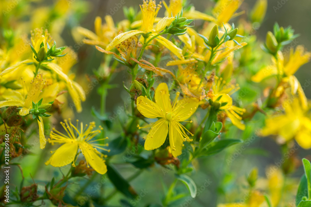 St John's wort, hypericum perforatum flowers St John's wort, hypericum perforatum flowers