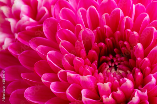 magenta pink chrysanthemum fresh flowers close up macro background
