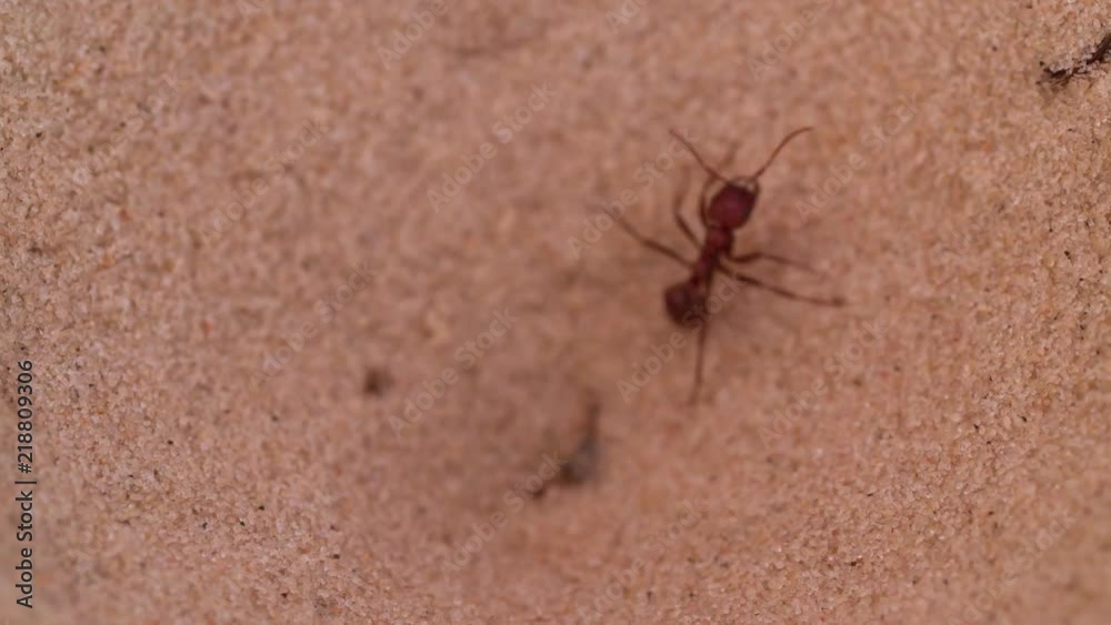 Antlion Myrmeleon catching Red imported fire Ant from the sand pit Macro shot Slow motion video. Ant-lion insect wild nature. Antlion Myrmeleon catching Red imported fire Ant from the sand pit Macro shot Slow motion video. Ant-lion insect wild nature.