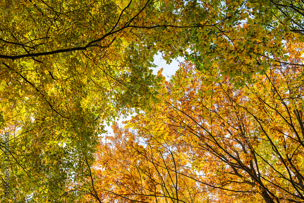 Autumn forest with yellow leaves Autumn forest with yellow leaves