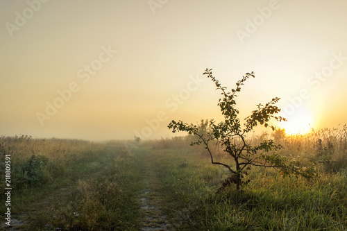 Wallpaper Mural Landscape Of Green the field Under Scenic Summer Colorful Sky In sunlight Sunrise. Sky line. Copy Space On Clear Sky. Torontodigital.ca