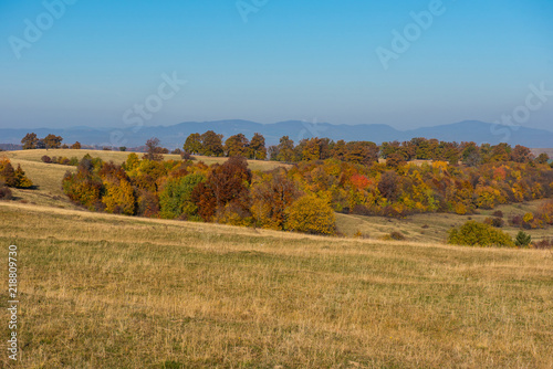 Autumn landscape  colorful forest
