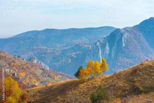 Birch trees in the autumn