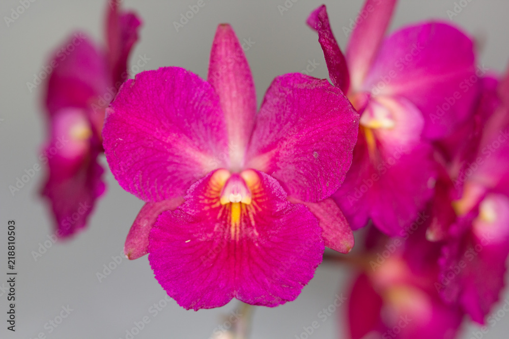 Obraz premium Pretty flowers