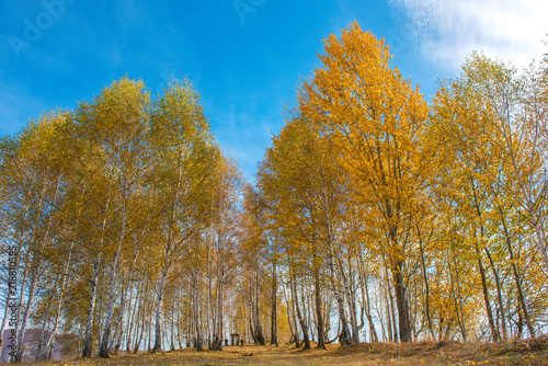 Birch trees in the autumn