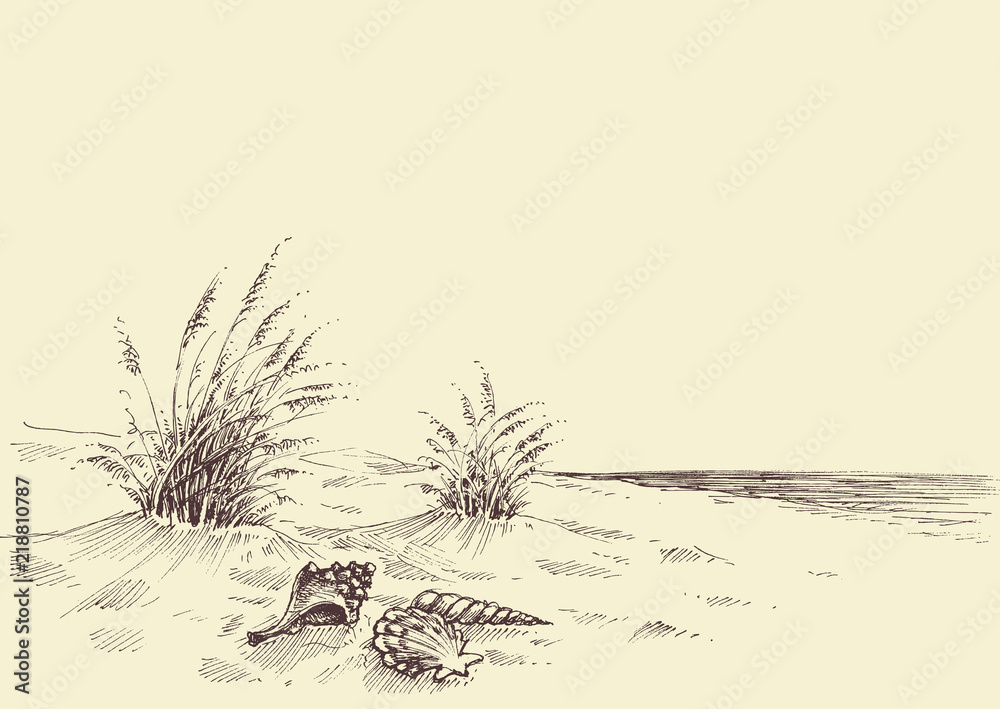 Fototapeta premium Pusta plaża, muszle morskie w piasku