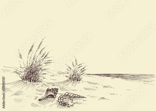 Empty beach, sea shells in the sand