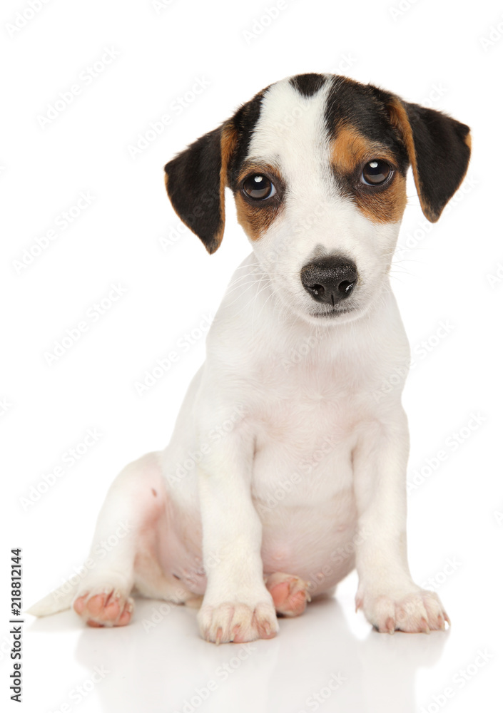 Jack Russel terrier on white background