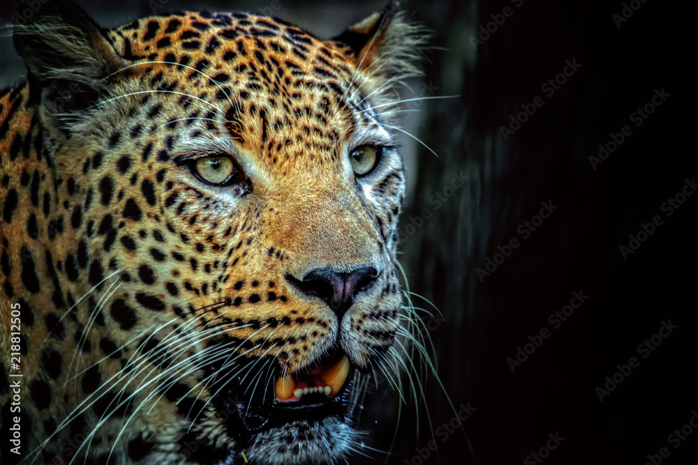Leopardo Leopardo