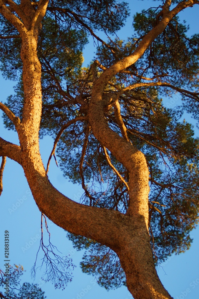 Fototapeta premium Pine tree trunk, bark and foliage in the sunset light