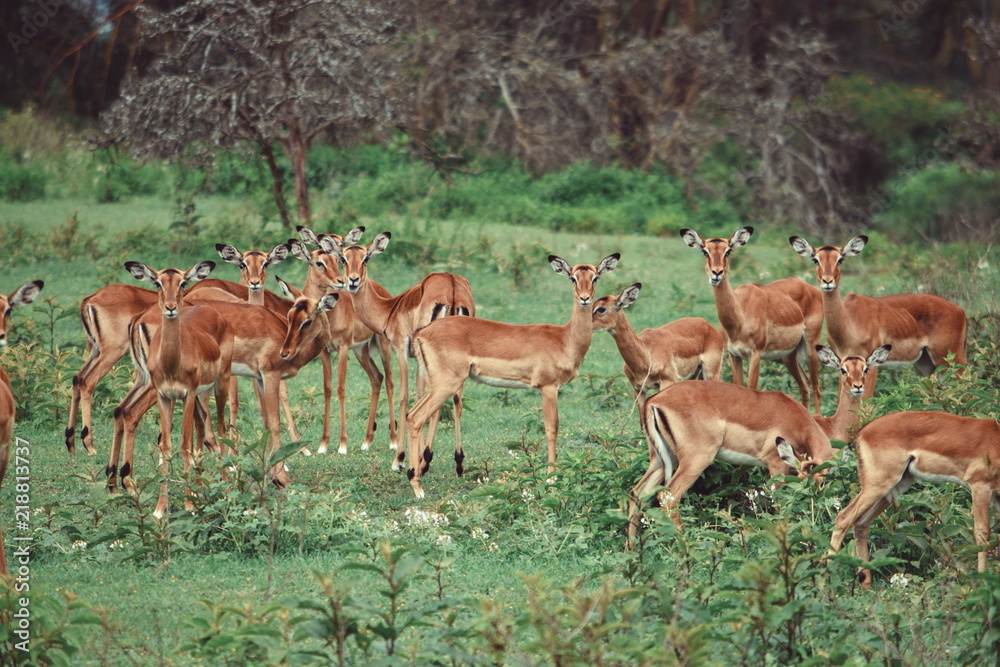 A herd of antelopes at Crater Lake Game Sanctuary, Naivasha A herd of antelopes at Crater Lake Game Sanctuary, Naivasha
