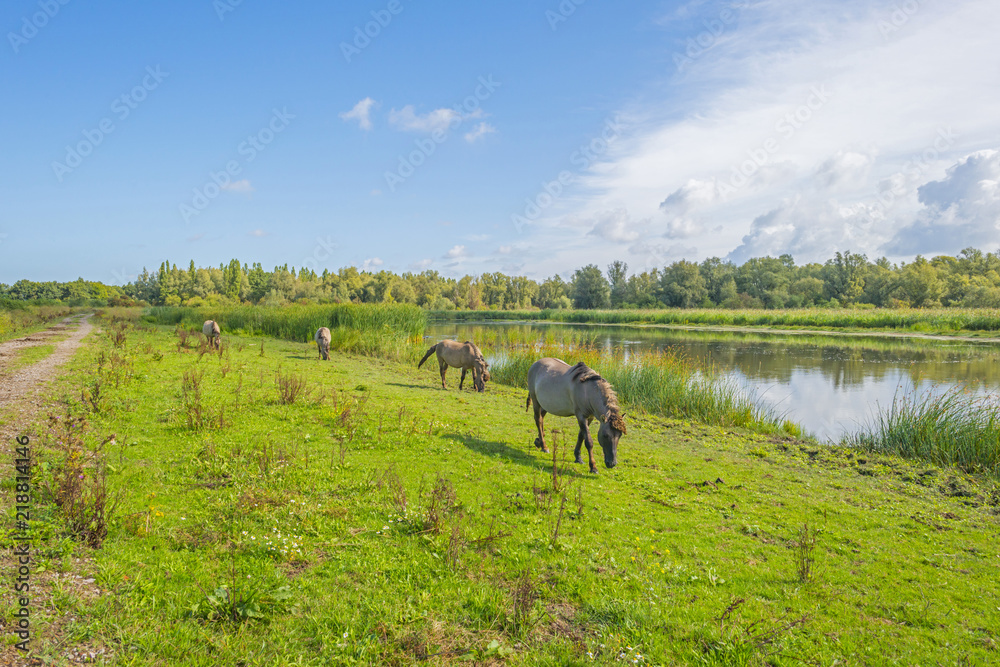 Horses in a field with wild flowers along a lake in summer