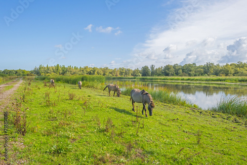 Horses in a field with wild flowers along a lake in summer © Naj
