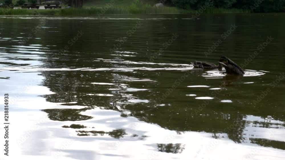 Nature, fireplace and river. Calming river stream. Animals and calm nature. Nature, fireplace and river. Calming river stream. Animals and calm nature.