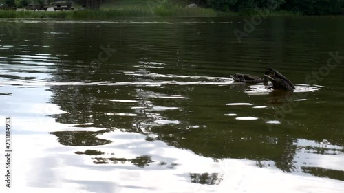 Nature, fireplace and river. Calming river stream. Animals and calm nature. photo