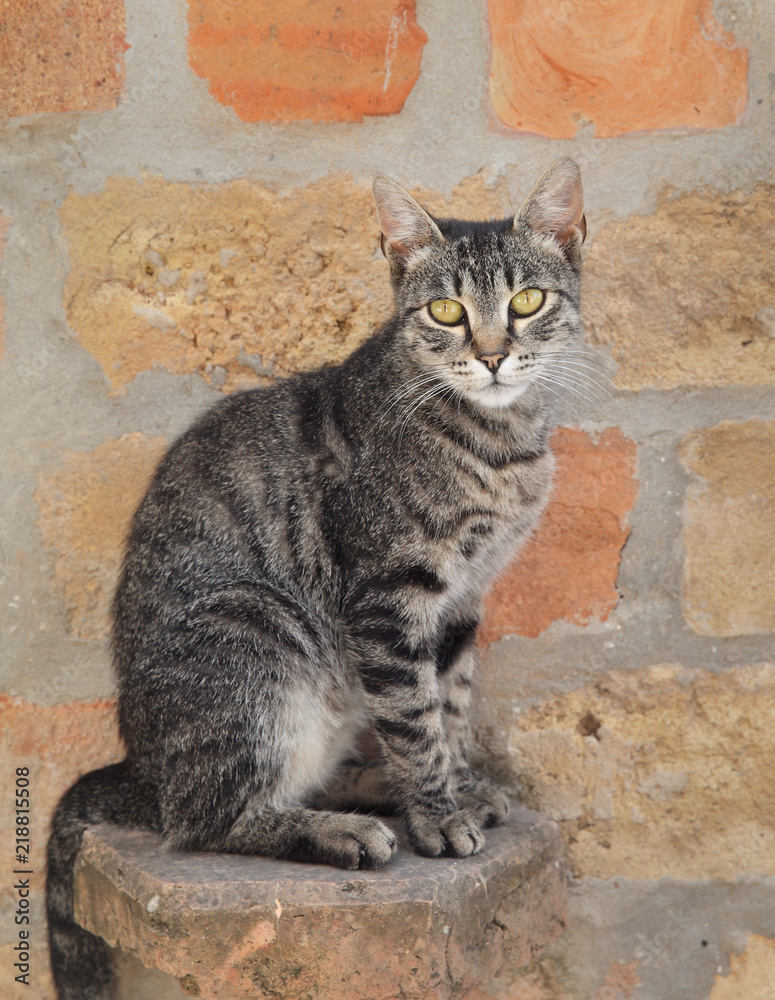 Mix breed cat sitting and looking to camera in front of brick wall Mix breed cat sitting and looking to camera in front of brick wall