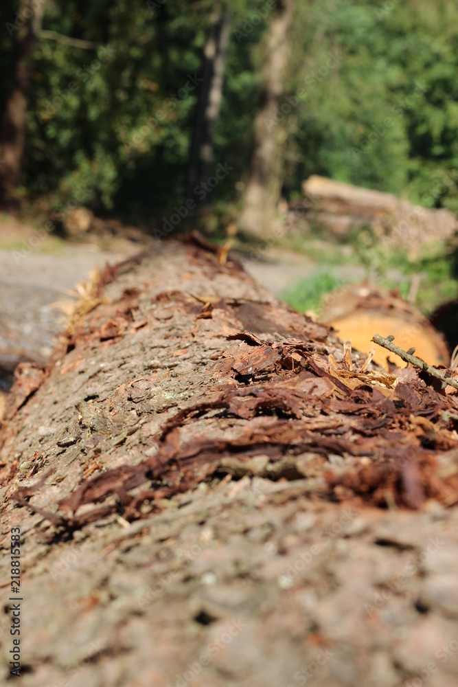 Fototapeta premium bark of a tree