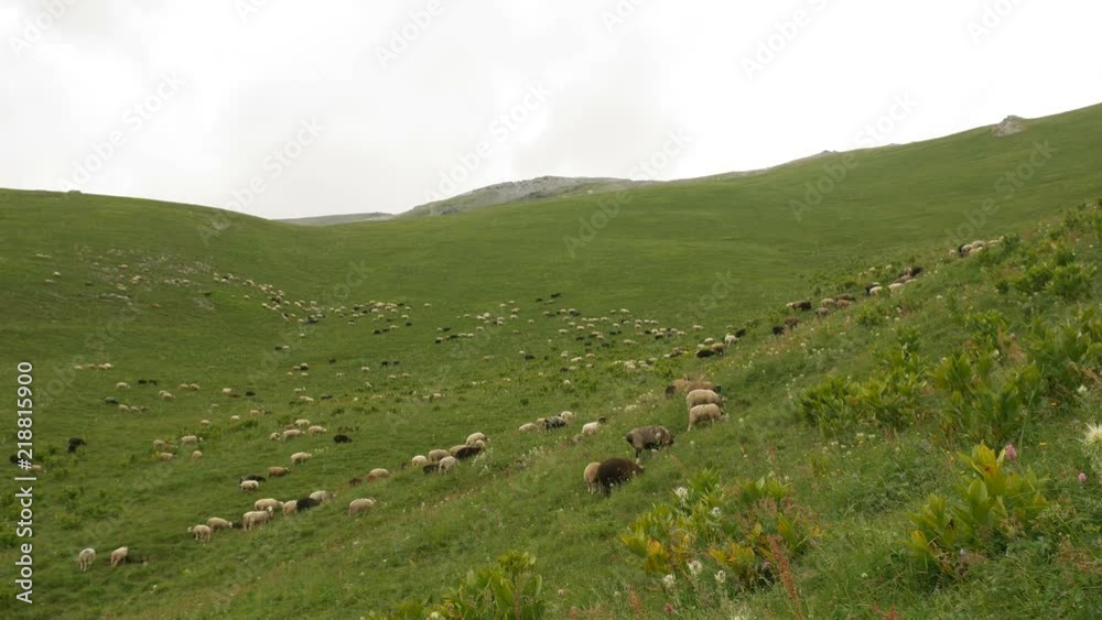 on a mountain slope grazing flock on a mountain slope grazing flock