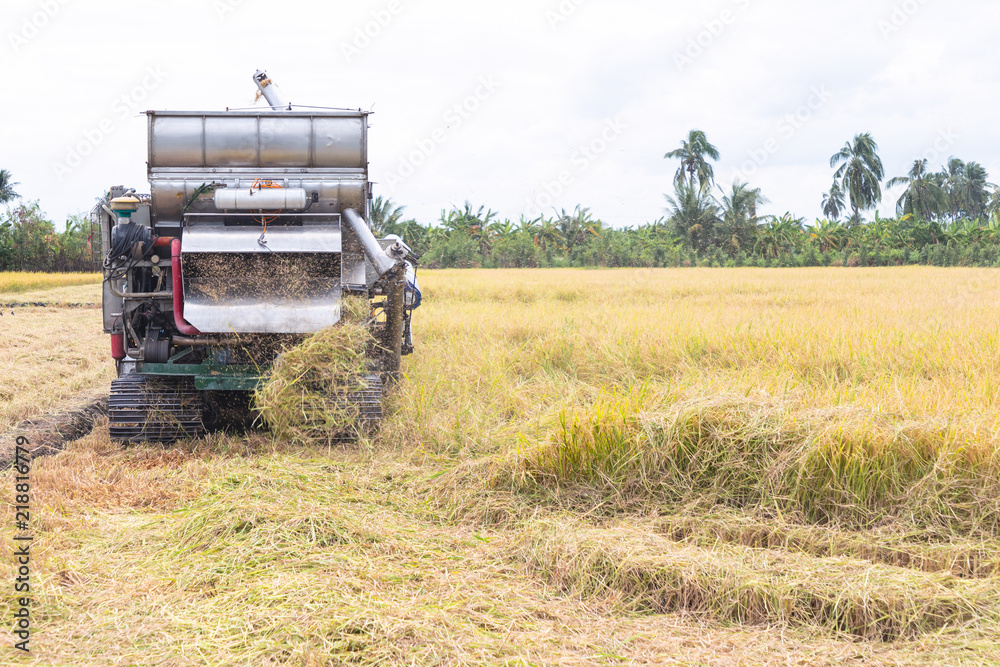 Naklejka premium Combine harvesters machine harvesting paddy in the daytime