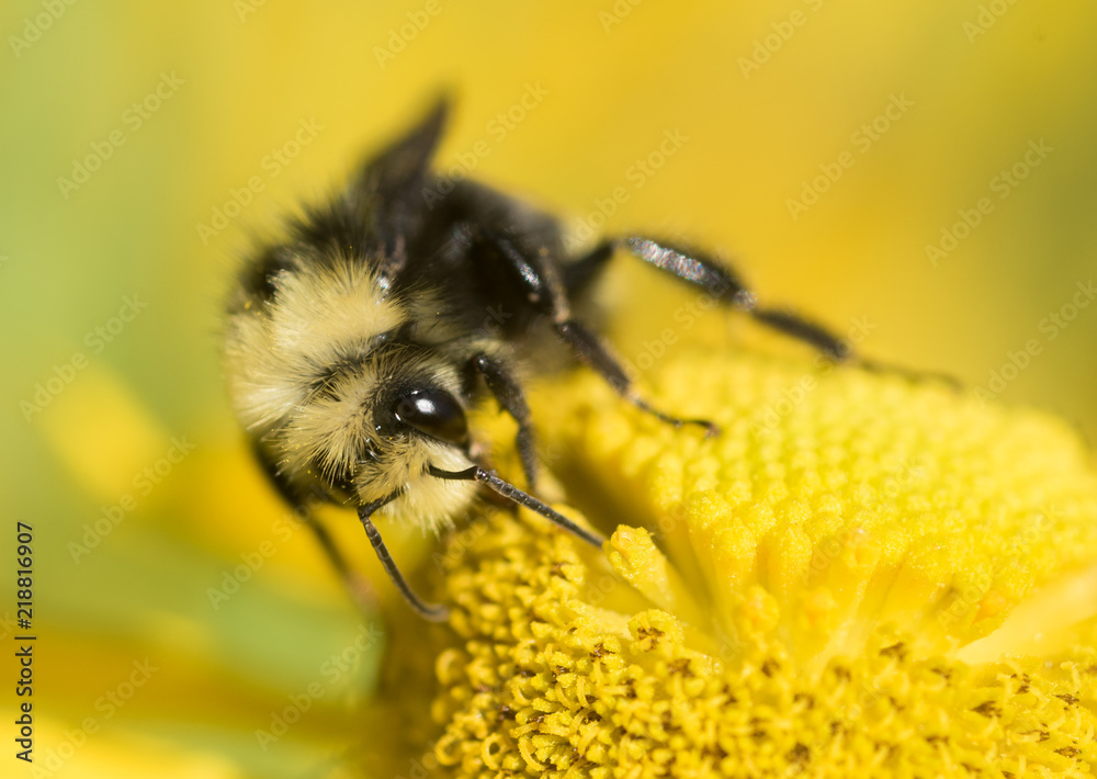 Bumblebee (Bombus) on a yellow Helenium wildflower Bumblebee (Bombus) on a yellow Helenium wildflower