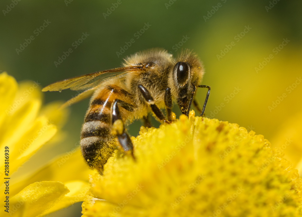 Close-up of a domestic Honeybee (Apis mellifera) on a yellow flower Close-up of a domestic Honeybee (Apis mellifera) on a yellow flower