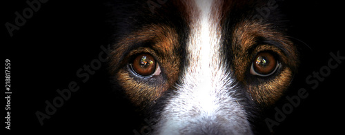 The eyes of dogs, emotions and feelings.