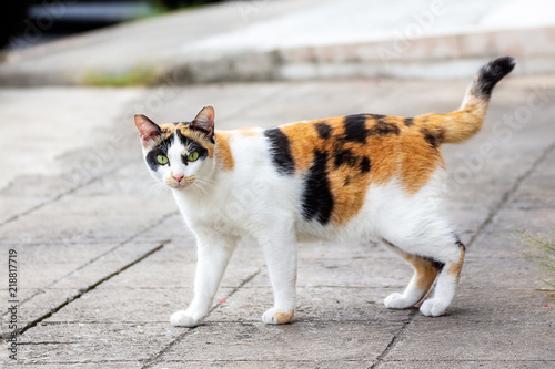 The cats are white and have three colors, portraits, and blurred backgrounds, on the concrete floor. .thailand