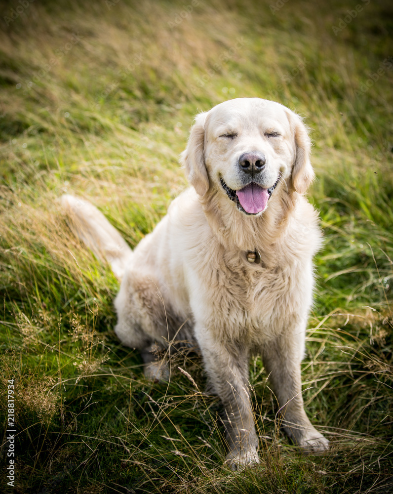 The Golden Retriever The Golden Retriever