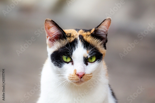 The cats are white and have three colors, portraits, and blurred backgrounds, on the concrete floor. .thailand