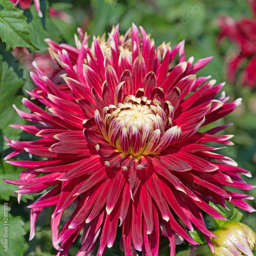 Fototapeta Naklejka Na Ścianę i Meble -  Großblumige rote Dahlien, Dahlias