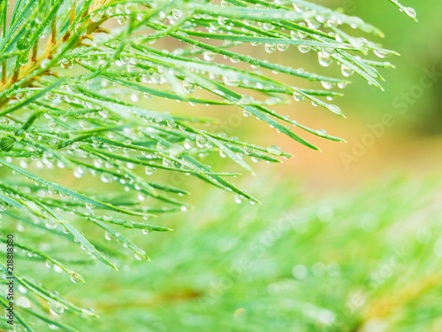 Rain drops on pine needles macro selective focus