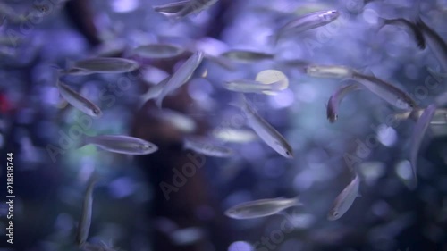 Close up of a school of young mullet swimming in an aquarium photo