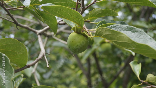 Незрелый плод