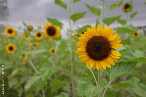 A beautiful sunflowers under the grey sky