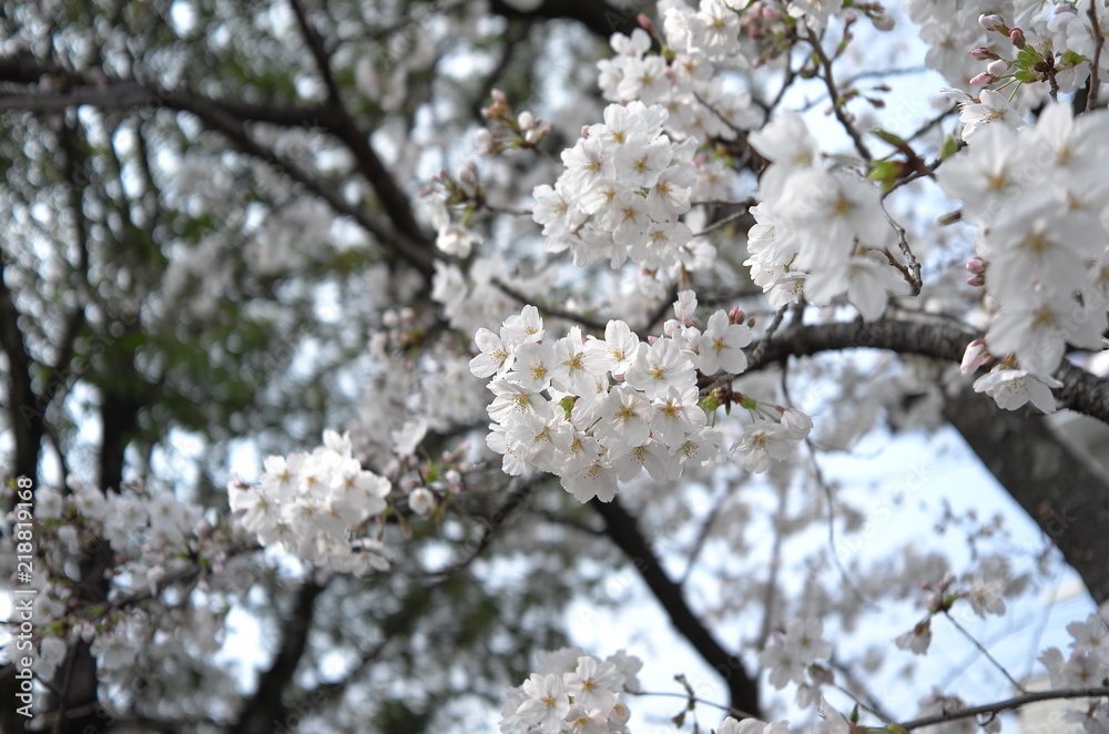 Cherry blossoms , sakura in Japan