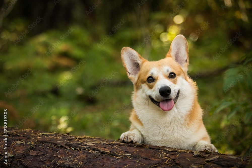 Portrait of a smiling dog Welsh Corgi Pembroke