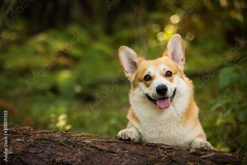 Portrait of a smiling dog Welsh Corgi Pembroke photo
