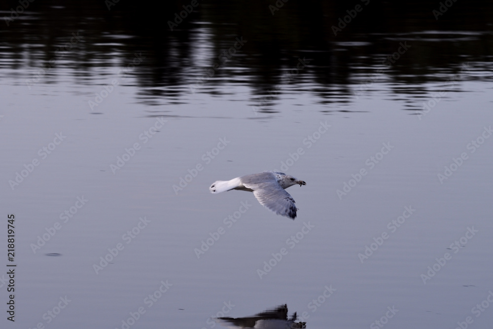 Refection of Seagull Refection of Seagull