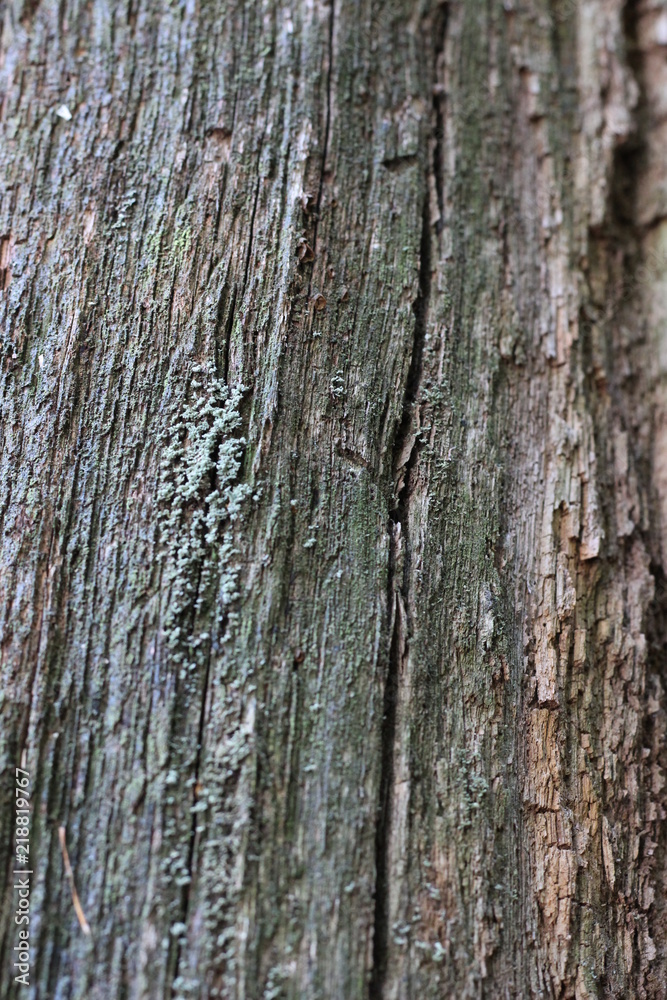 bark of a tree